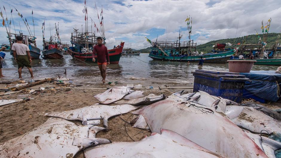 Myanmar Fisheries 128