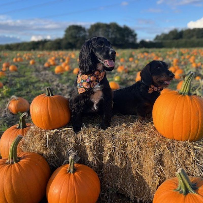 Howl O Ween Pumpkin Picking Events Purely For Dogs Coming To Beverley East Yorkshire This October