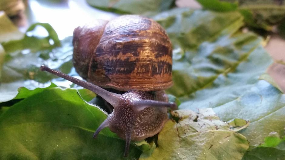 my super slow snail byzara kotawage