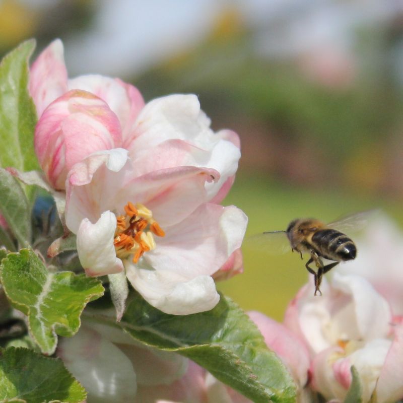 Apple-blossom-and-bee-JPG.JPG