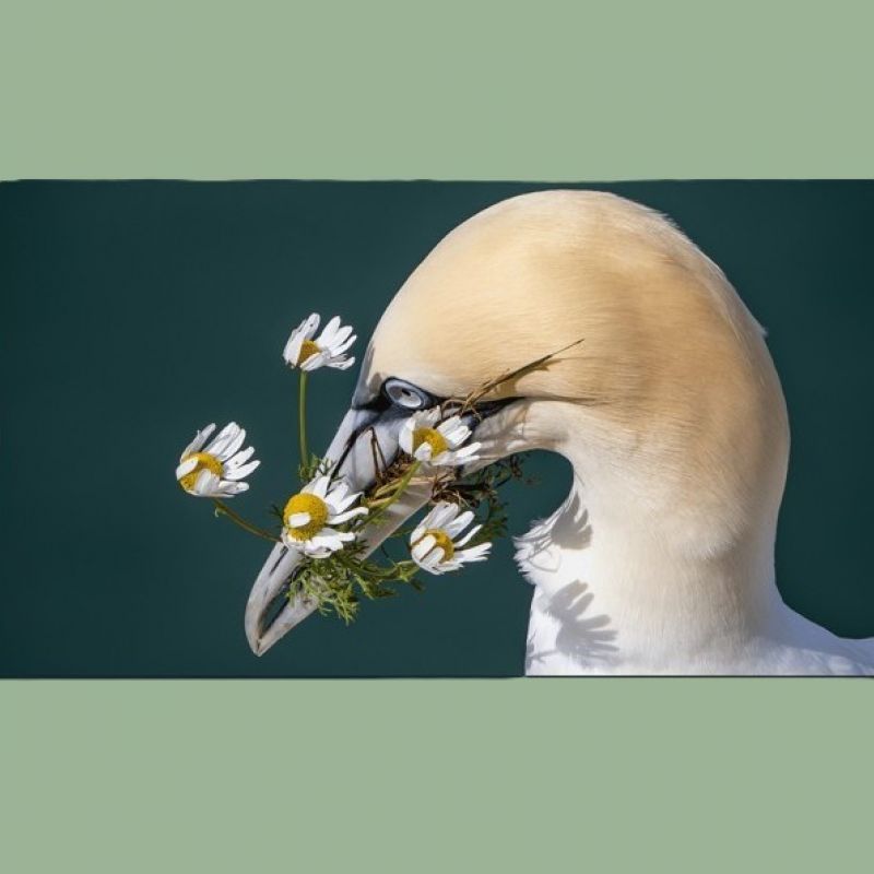 Hull And East Yorkshire Local Nature Photography Competition To Return