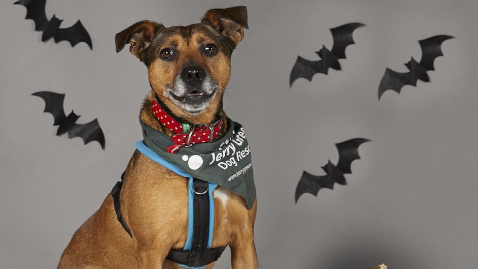 Bella Keep Your Dog Safe With Jerry Greens Halloween Tips