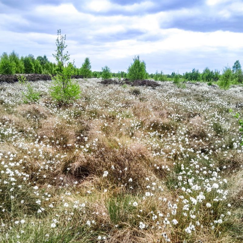 Volunteers Wanted To Help Search North Of England For Rare Butterfly