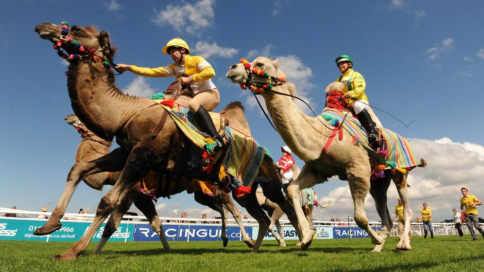 beverley racecourse camel racing jpg 1