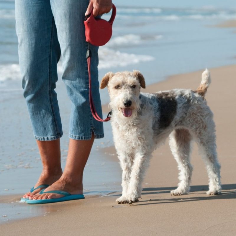 Pet Owners Encouraged To Add What 3 Words To Their Dogs Microchips