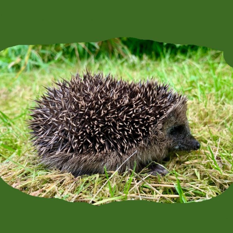 East Riding Nature Discovery And Wildlife Events This April