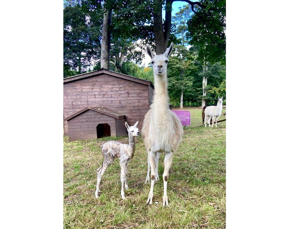 New Baby Llama Born At Sewerby Zoo