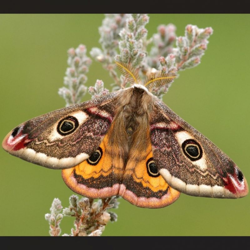 Screenshot-Emperor-Moth-A.jpg