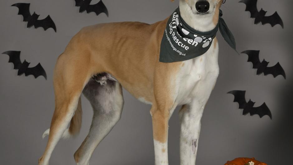 boris keep your dog safe with jerry greens halloween tips