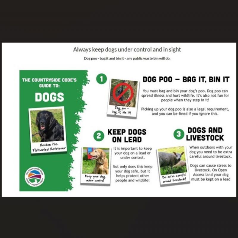 Screenshot-Dogs-Safety-Sheet.jpg