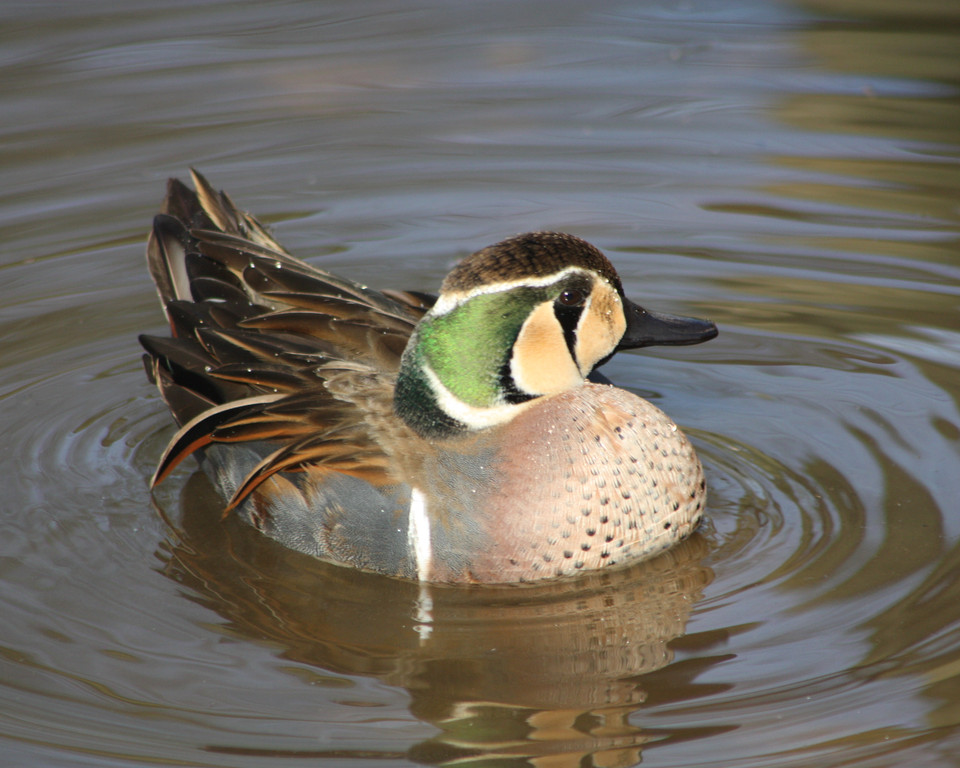 baikal teal 01