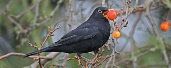 Yorkshire Wildlife Trust Welcoming Wildlife During Autumn