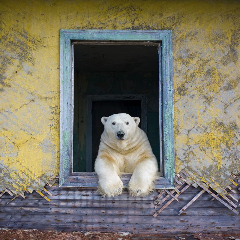 Wildlife Photography Takes Over Sewerby Hall And Gardens