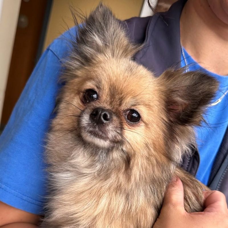 Dog Warden Team Launch Facebook Page To Help Reunite Lost Dogs With Owners