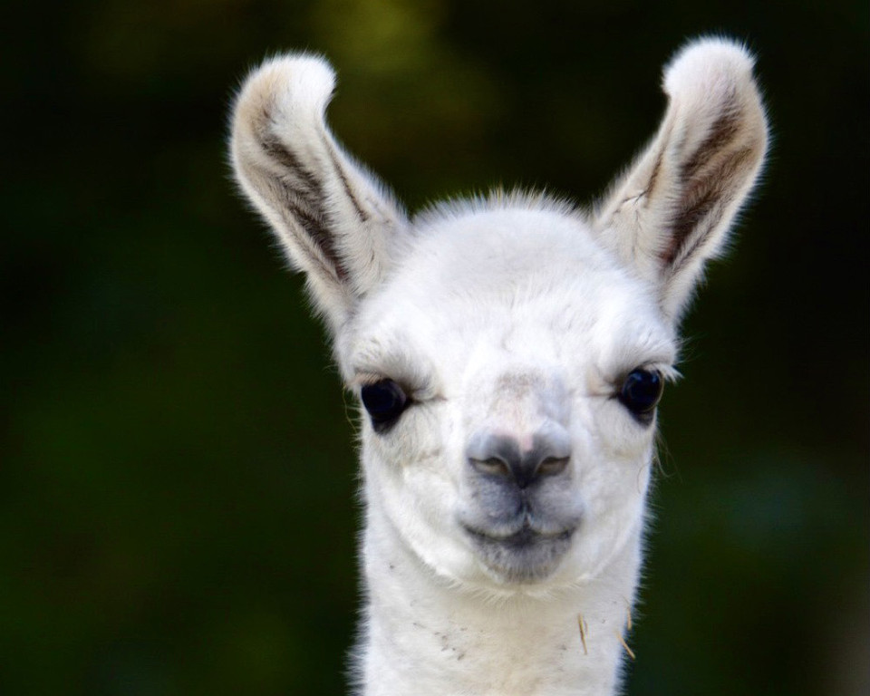 Baby Llama 4