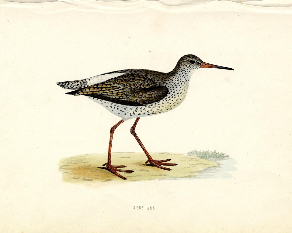 redshank