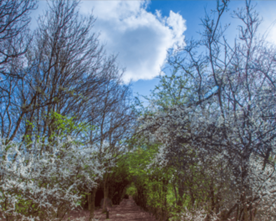 The Joy Of Wild Spring Flowers Yorkshire Wildlife Trust