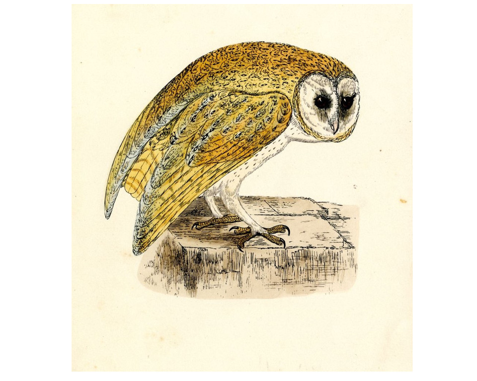 owl