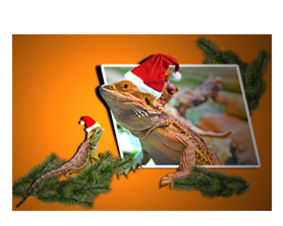 christmas lizards