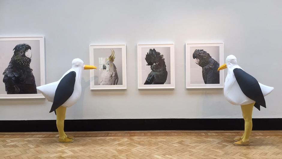 Big Rory Seagulls In Gallery