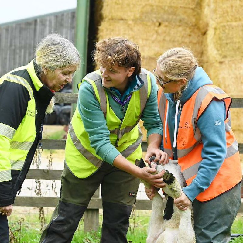 Ai Can T Deliver A Lamb Students And Parents Turning To Hands On Careers