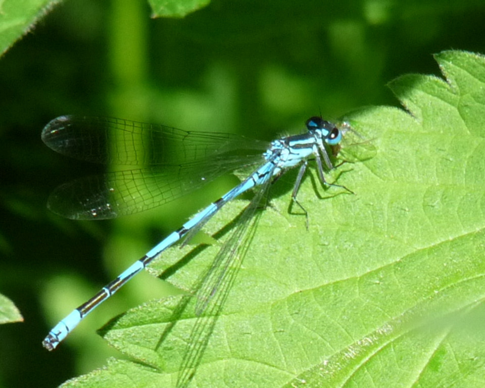 Wildlife Walk At Oakhill Nature Reserve Image Jpg