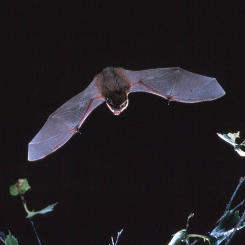 Learn About Bats In The East Riding Countryside