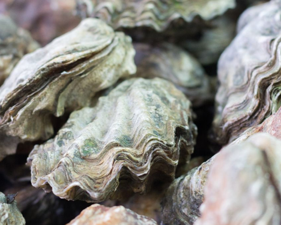 Yorshire Wildlife Trust Bringing Oysters Back To Yorkshire