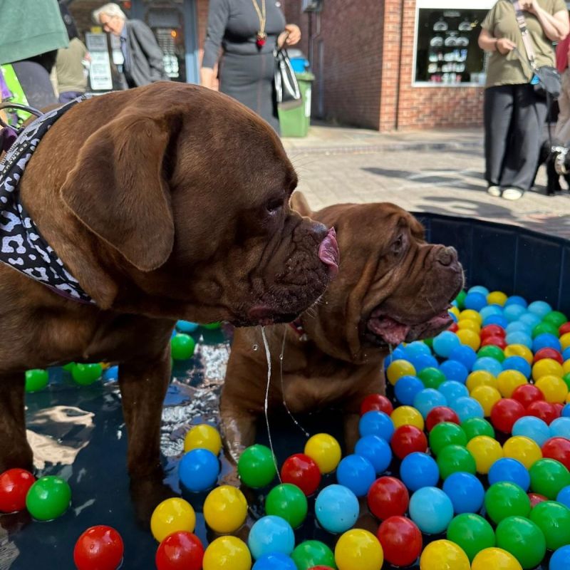 Dogs-cool-in-pool.jpg