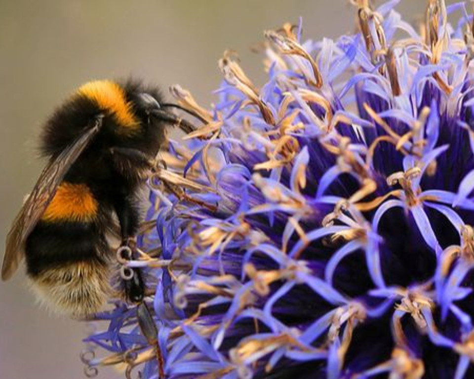 Buff Tailed Bumblebee Jon Hawkins