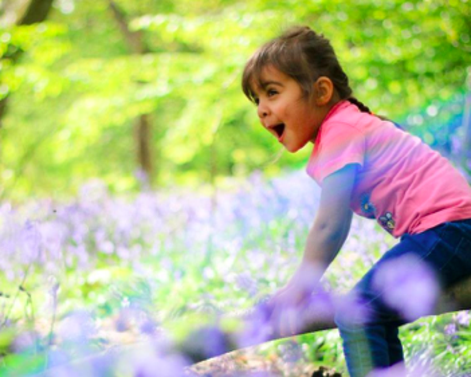 Girl In Bluebells Tom Marshall