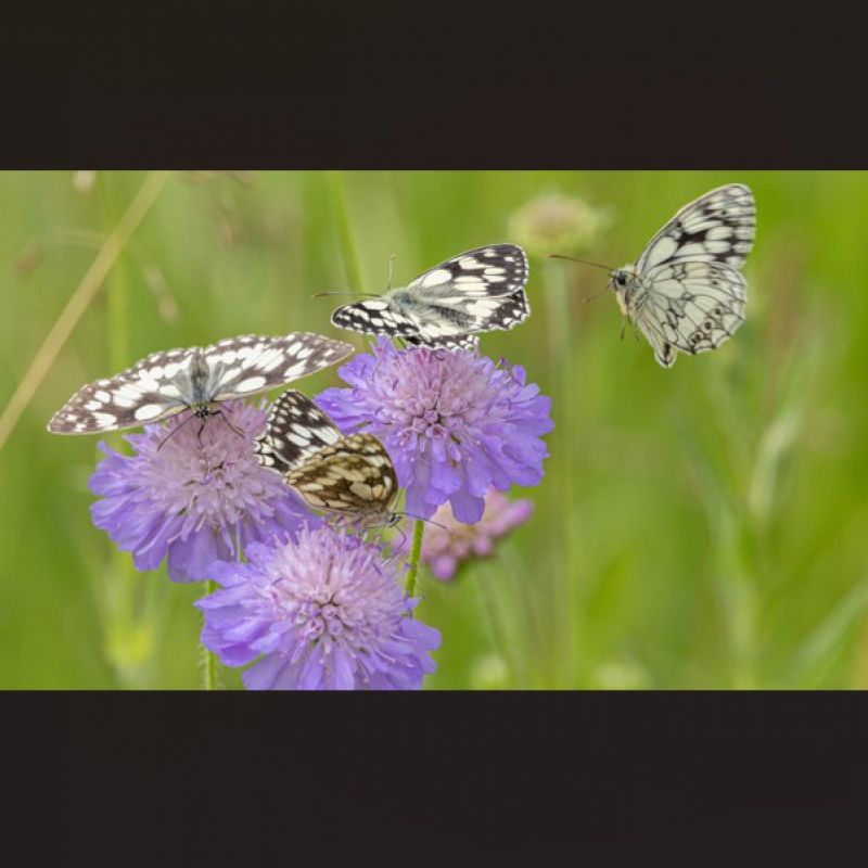 Residents Encouraged To Share Their Views On Nature