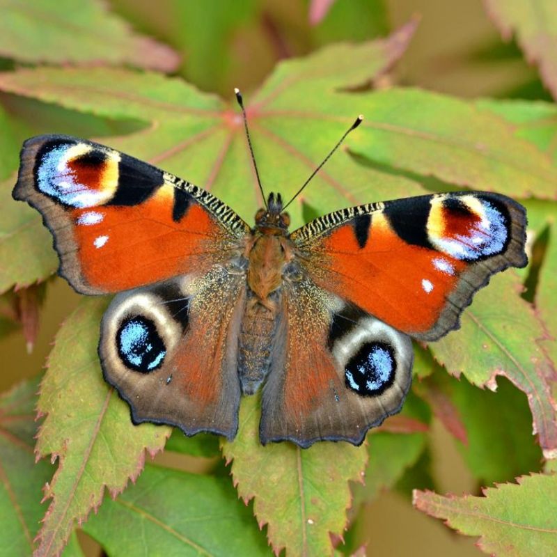 Butterflies On The Move Scientists Call On Public To Help Track Spread Of Species