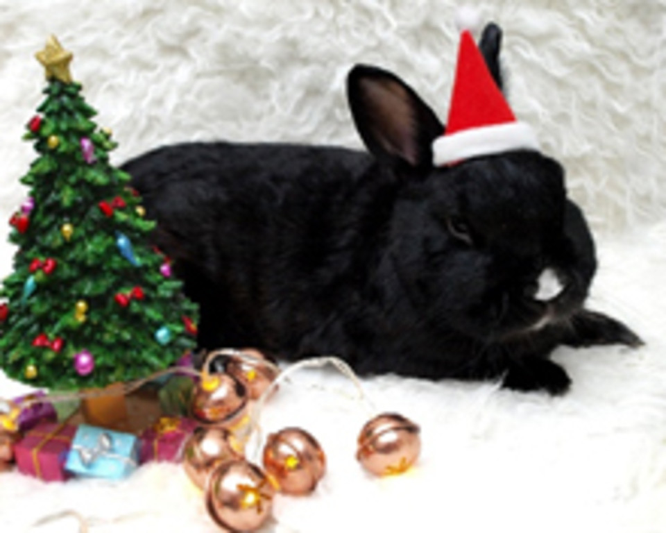 christmas bunny