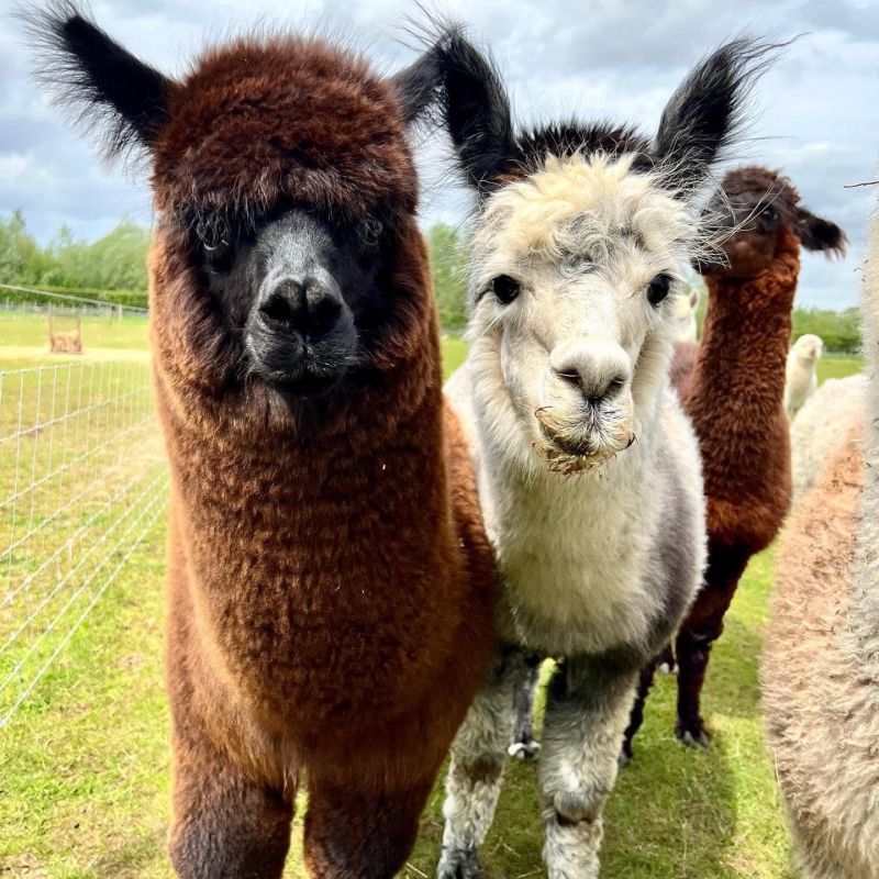 Summer Fair At Beverley Minster Primary School