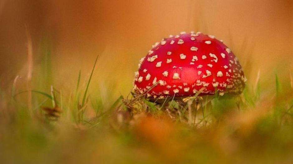 Yorkshire Wildlife Trust An Autumnal Feast For The Senses