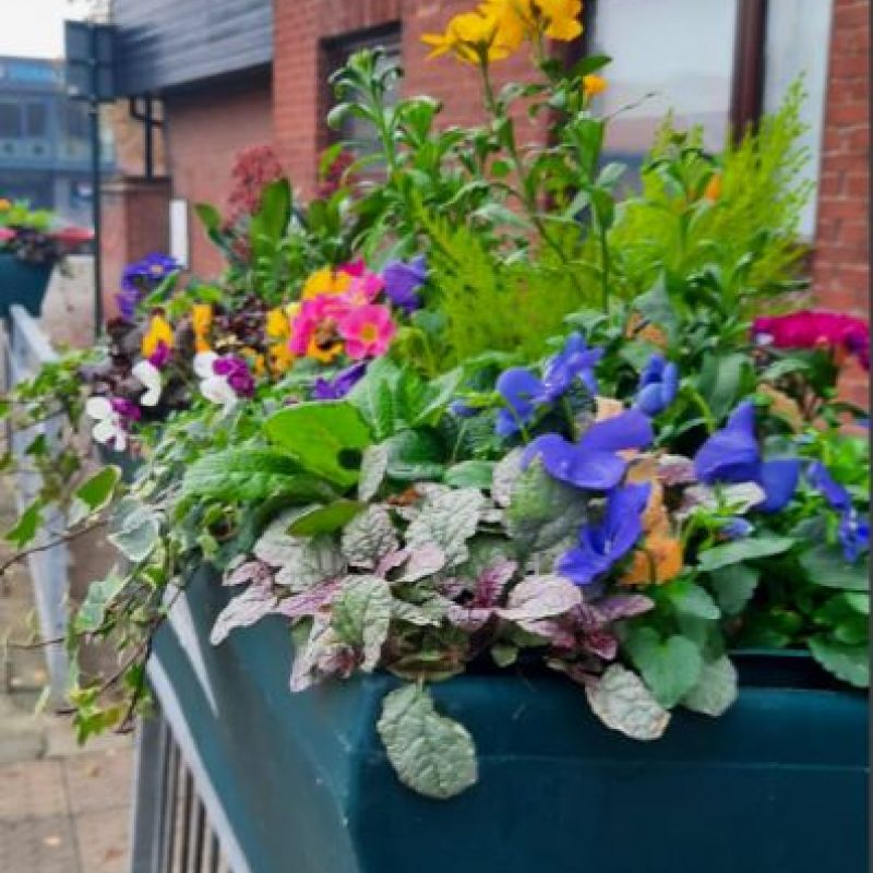 Beverley Town Council Is Bringing Colour And Cheer To The Town This Winter With A New Display Of Seasonal Planting