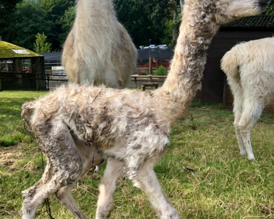 new baby llama born at sewerby zoo 2
