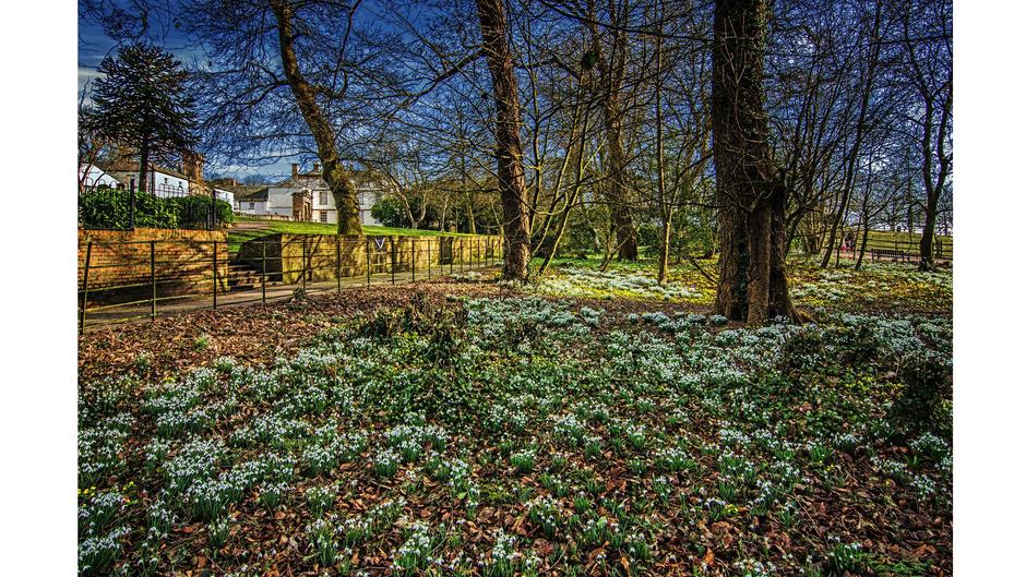 Sewerby Hall Woodland Snowdrops 3