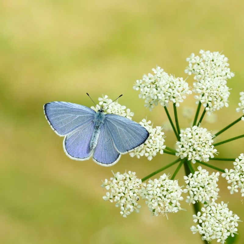 Is The Uk Set For A Bumper Summer Of Butterflies