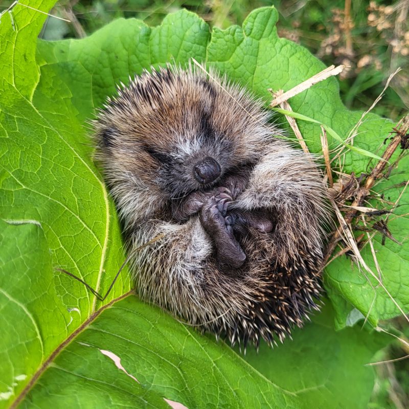 Hedgehog Highways To Be Installed In The East Riding