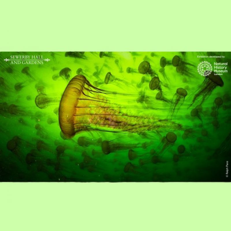 Wildlife Photographer Of The Year Returns To Sewerby Hall And Gardens Next Month