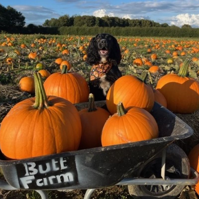 Pumpkin Picking Events For Dogs Oh My Dog Howl O Ween Pumpkin Picking Events Purely For Dogs Are Back At Butt Farm Pumpkin Patch