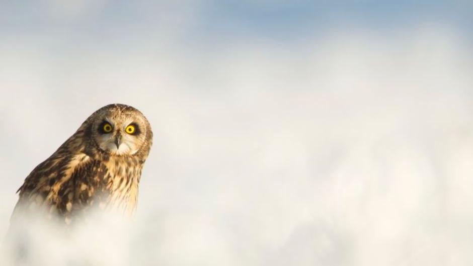 Owl In Snow Danny Green 2020vision