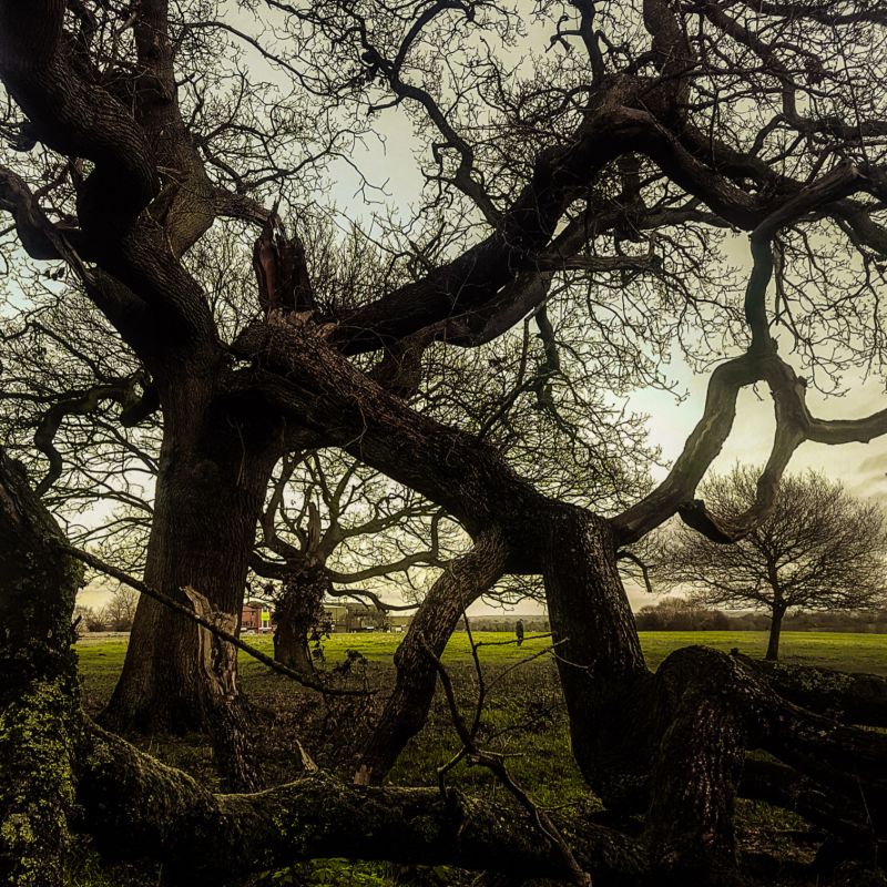 Tree-on-Westwood.jpg