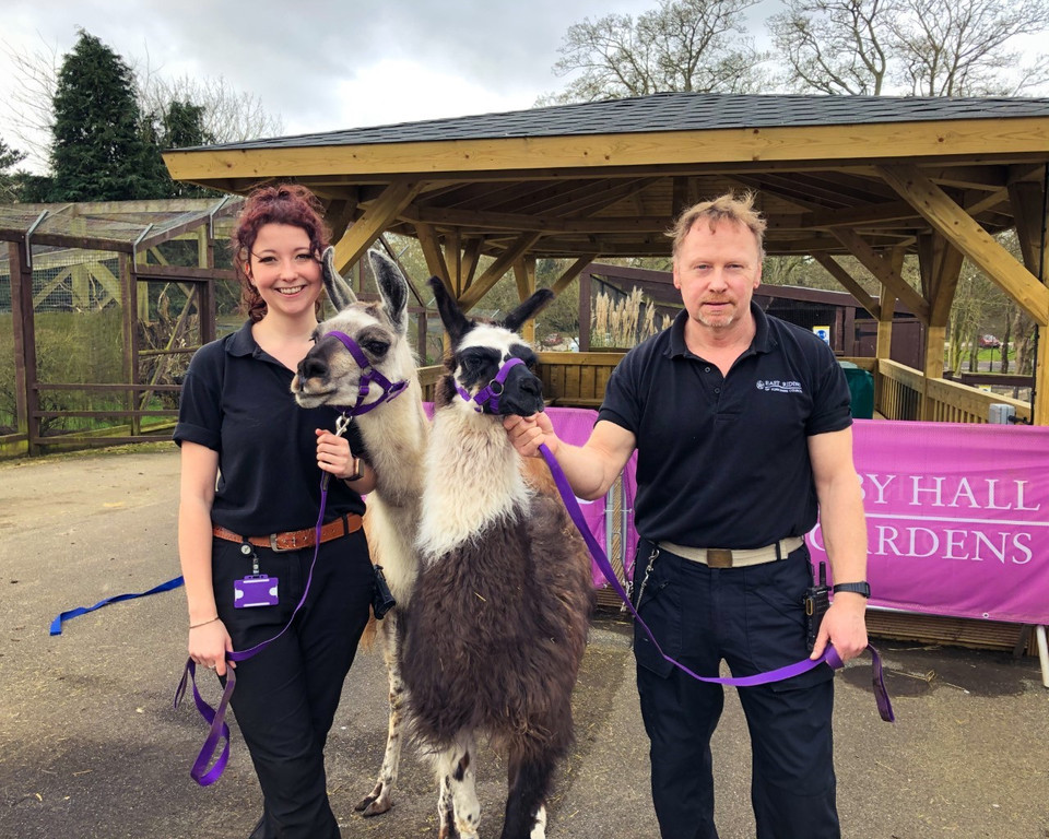 Llamas Willow And Lisa Marie With Sewerby Zoo Staff