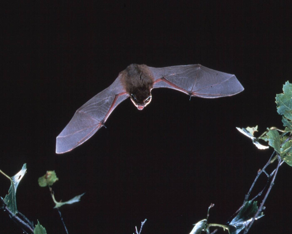 Bat Watching At Eastrington Ponds Image