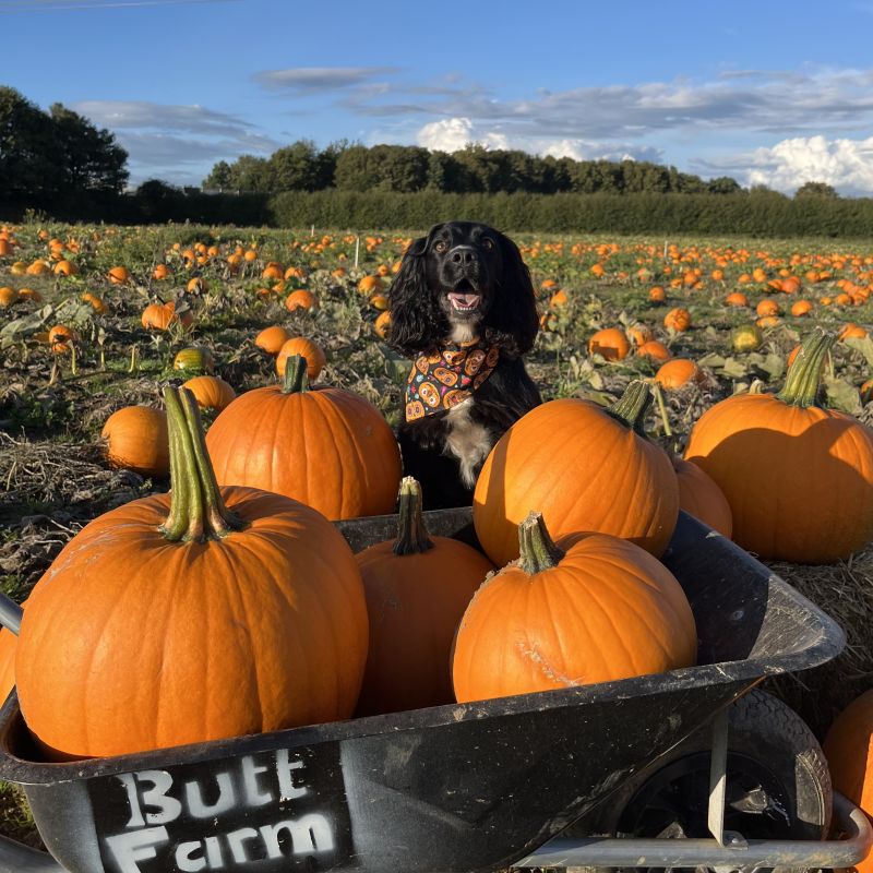 Additional Dates For The Pumpkin Picking Events For Dogs