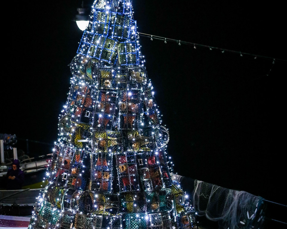 filey fishtive tree 04