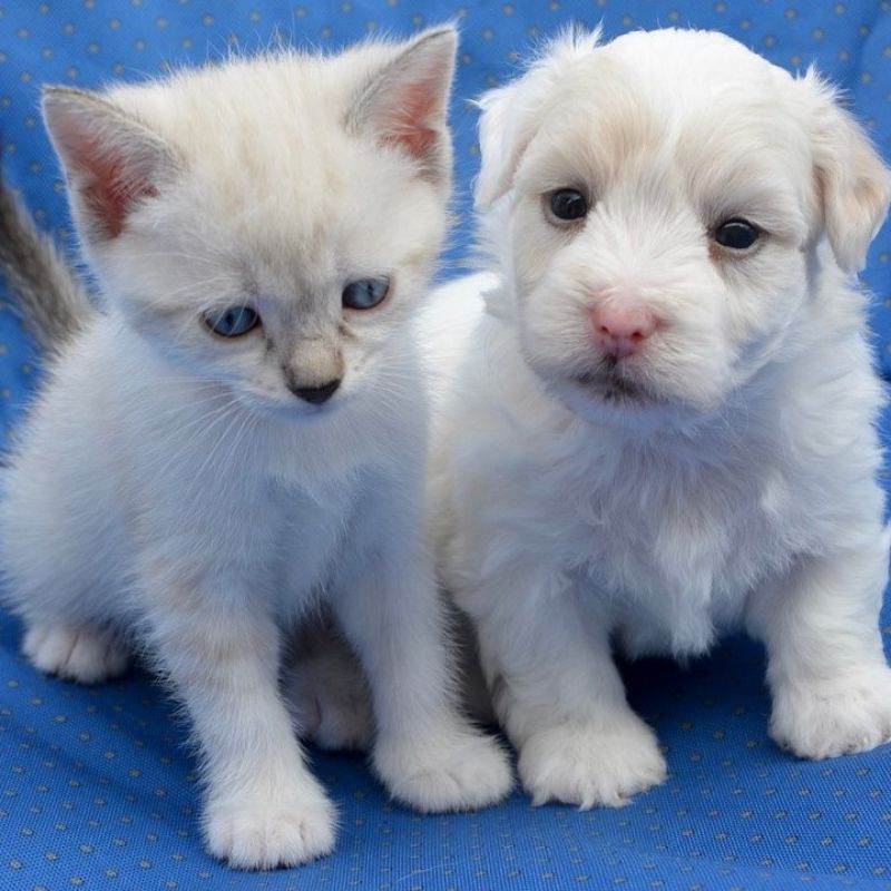 Council Offers Advice On Buying A Puppy Or Kitten This Christmas